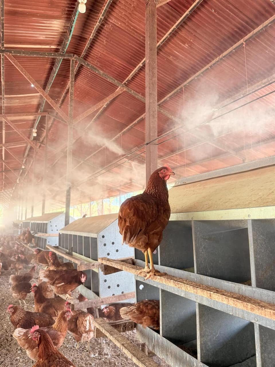 Granja Avícola Premium